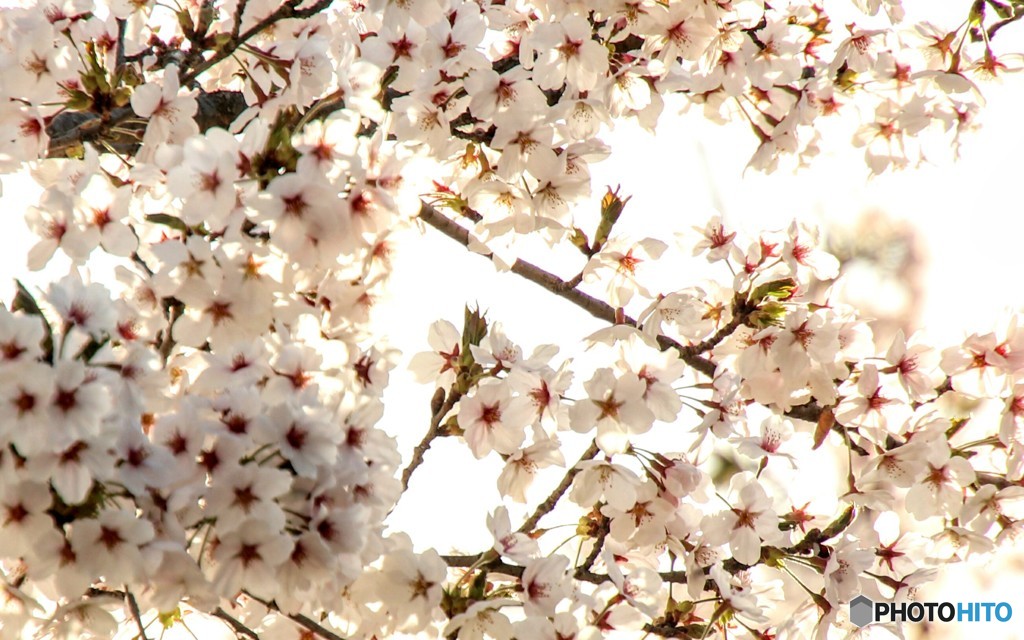 桜満開