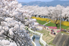 大河原　千本桜