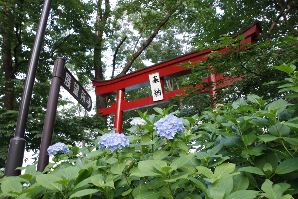 紫陽花小路