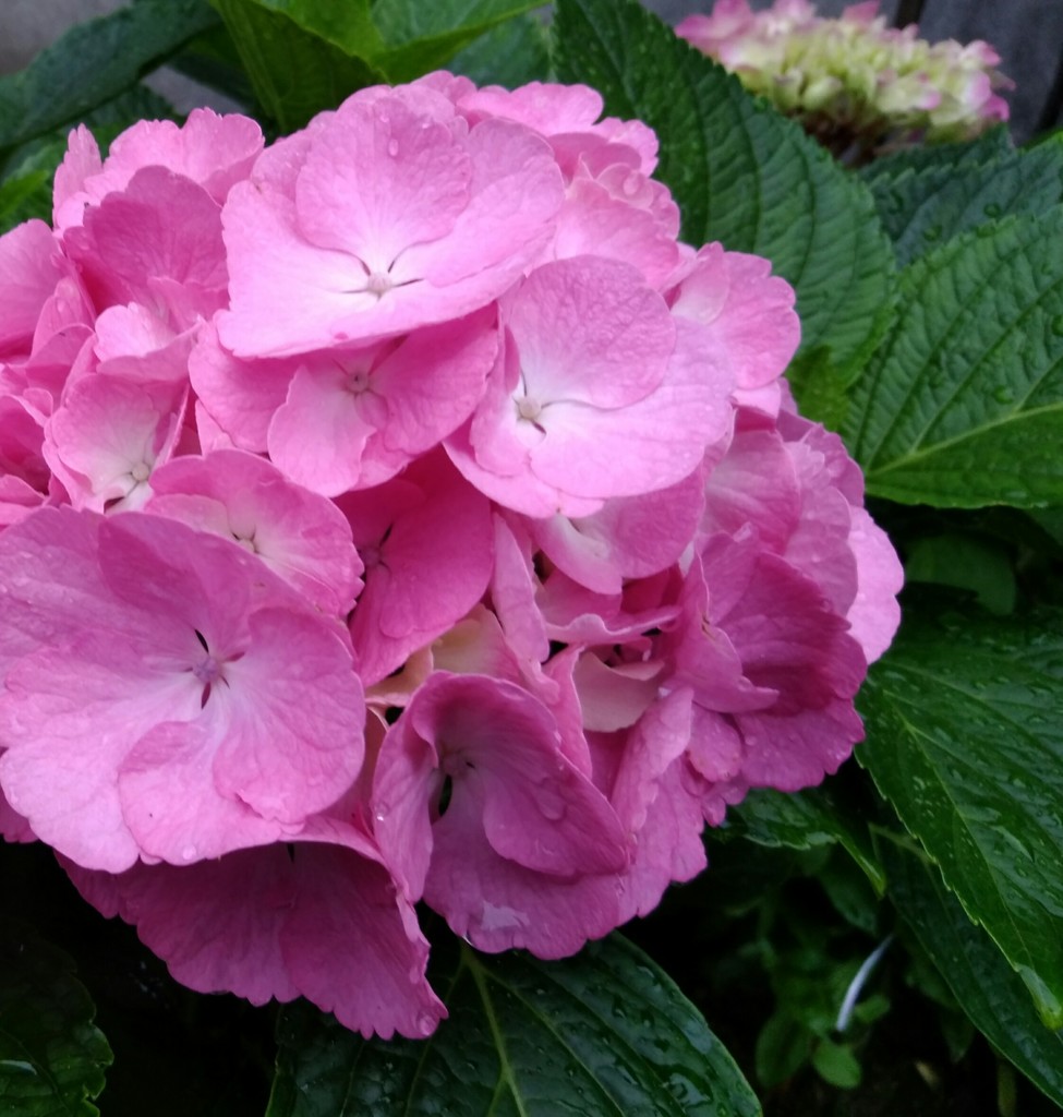 紫陽花