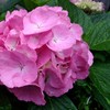 紫陽花