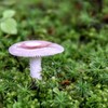苔の中にキノコ