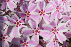 芝桜