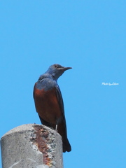 野鳥_Jul2024