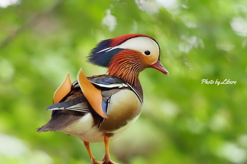 野鳥_Jun2024