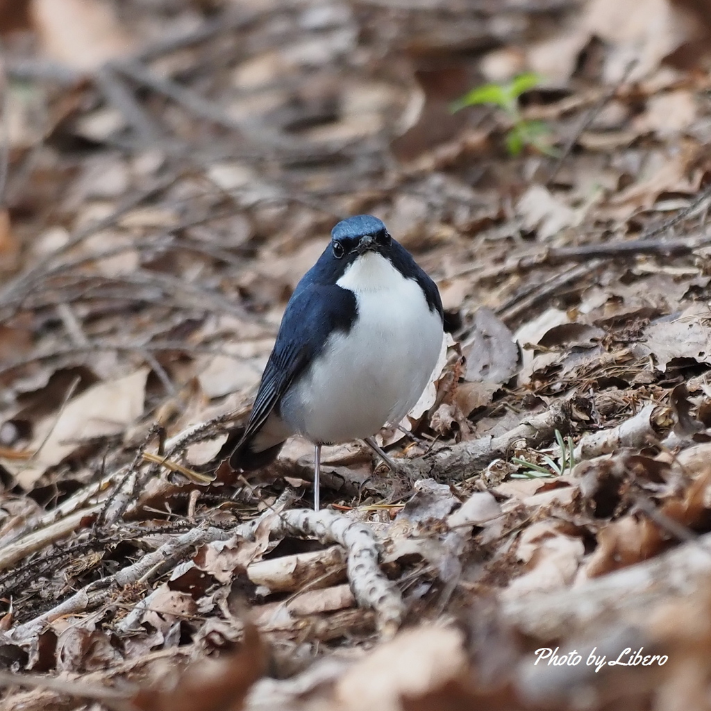 野鳥_Apr2024