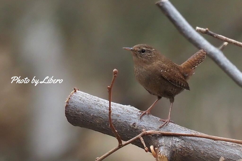 野鳥_Apr2024