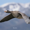 野鳥_Apr2025