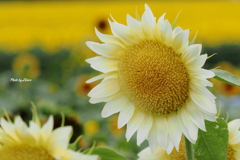花_Aug2025