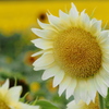 花_Aug2025