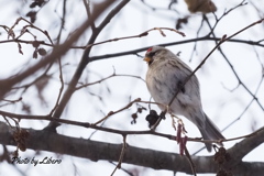 野鳥_Nov30,23'