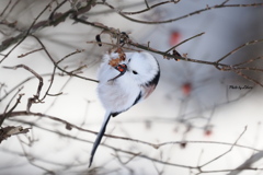 野鳥_Jan2025