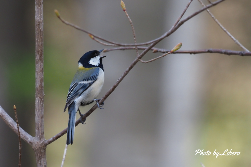 野鳥_May6,21'