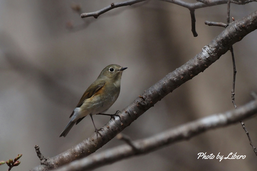 野鳥_Apr2024