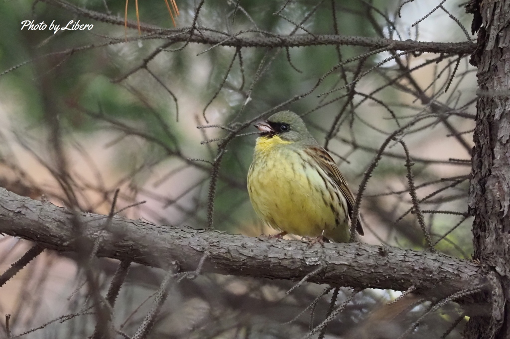 野鳥_May5,21'