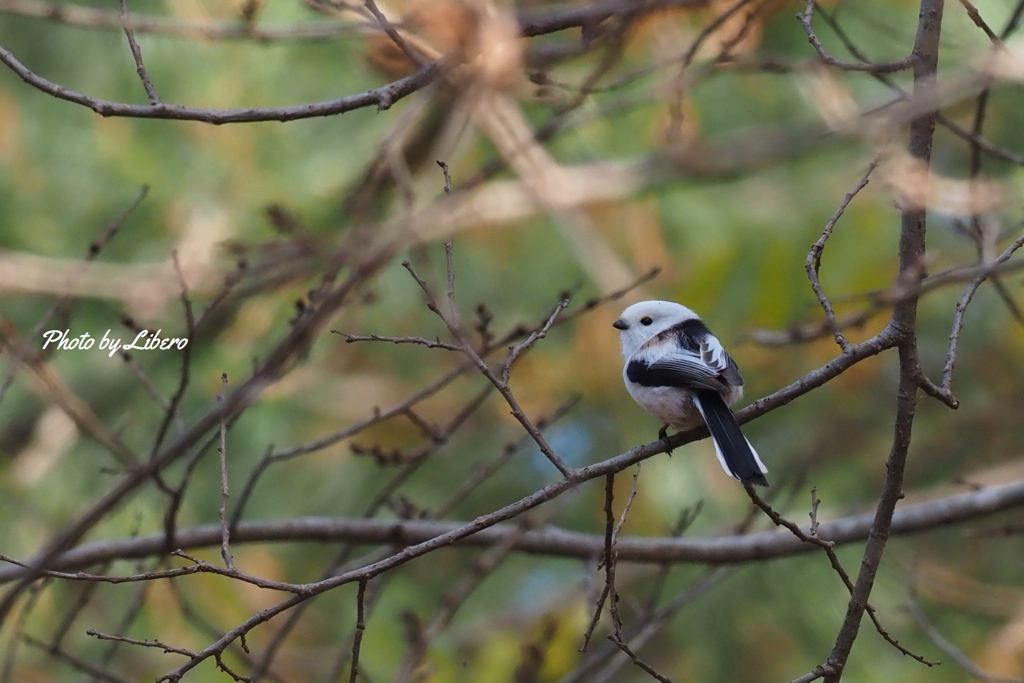 野鳥_Nov9,23'