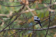 野鳥_Nov9,23'