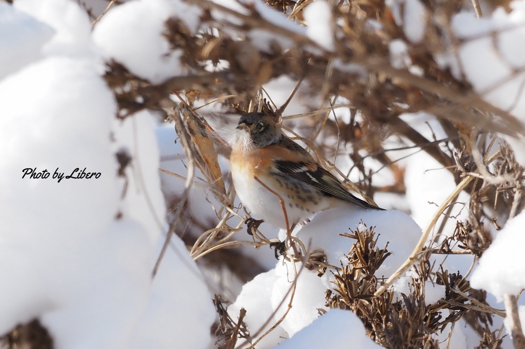 野鳥_Jan10,24'