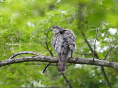 野鳥_Jun2024