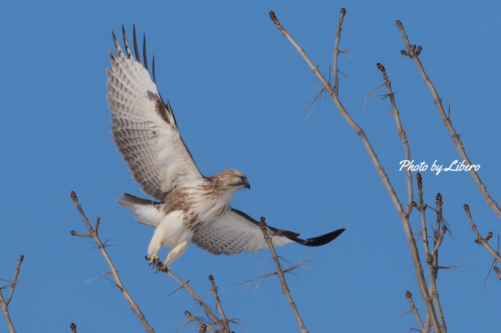 野鳥_Feb2024