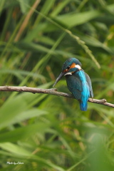 野鳥_Jul2024