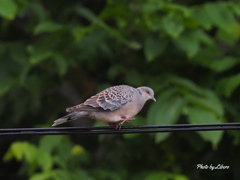 野鳥_Jul2024