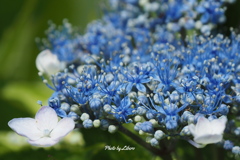 花_Jul2024