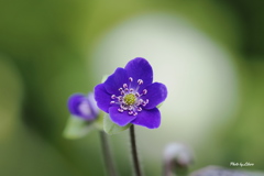 花_Feb2025