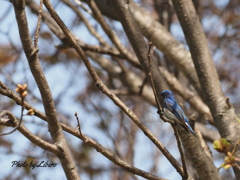 野鳥_May8,21’