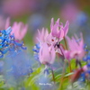 花_Apr2025