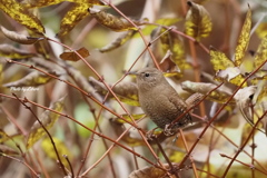 野鳥_Nov2024