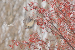 野鳥_Dec2024