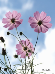 花_Oct2024