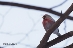 野鳥_Nov30,23'