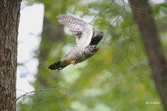 野鳥_Sep2025