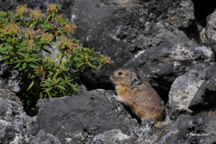 野生動物_Aug2025