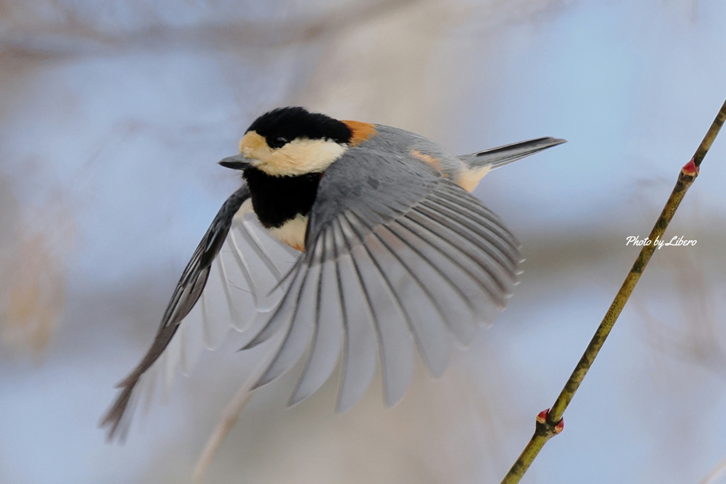 野鳥_Jan2025