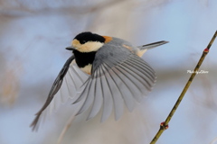 野鳥_Jan2025