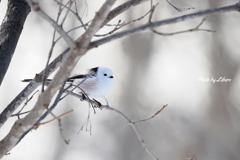 野鳥_Dec2024