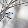 野鳥_Dec2024