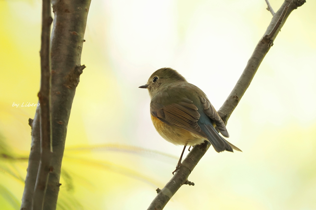 野鳥_Oct2025