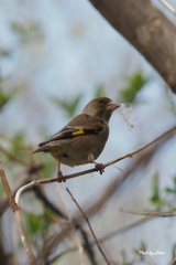 野鳥_May2024