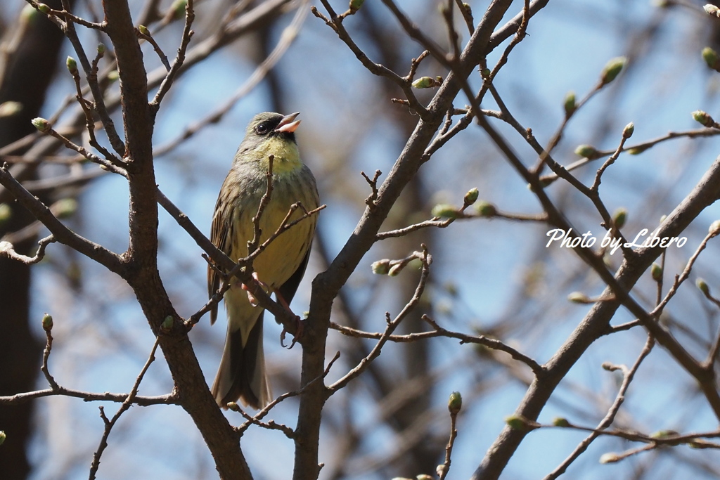 野鳥_May2024