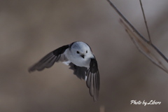 野鳥_Dec13,23'