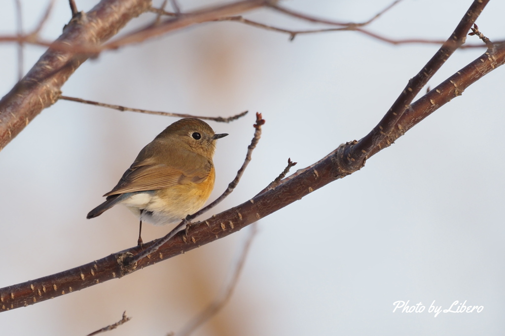野鳥_Apr2024