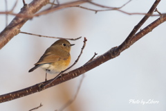 野鳥_Apr2024