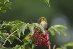 野鳥_Aug2024