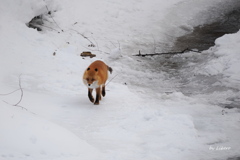 野生動物_Feb.2026