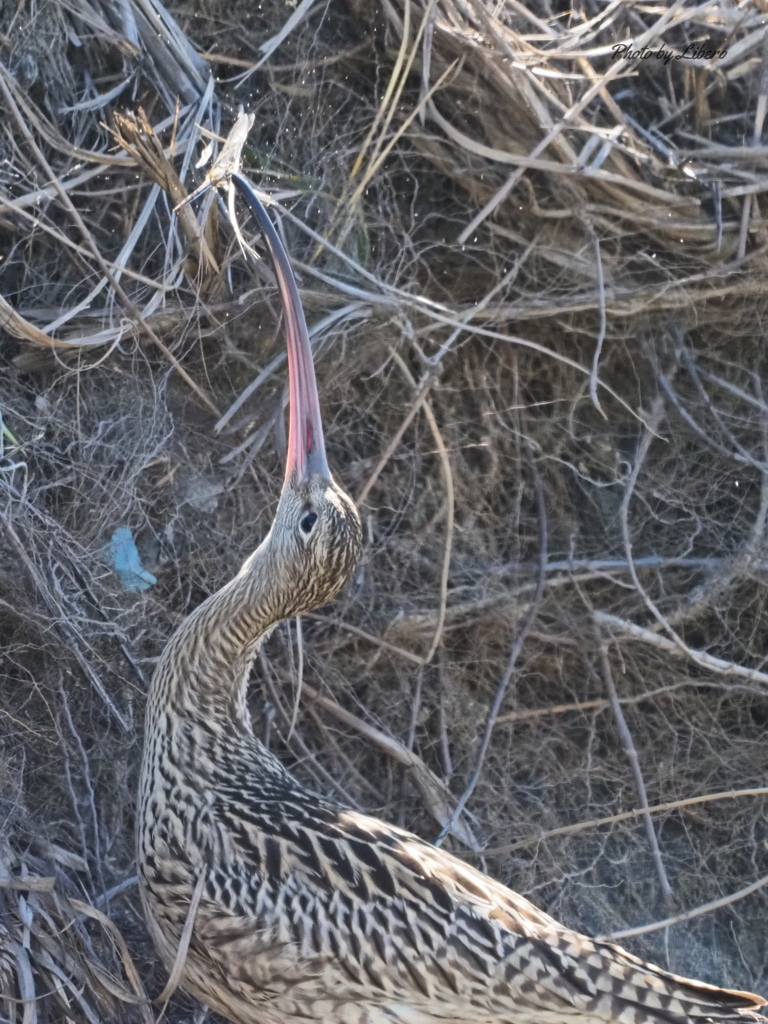野鳥_Sep21,20’