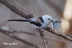 野鳥_Apr2024